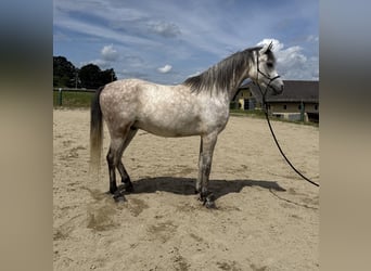 Pur-sang arabe, Hongre, 5 Ans, 155 cm, Gris pommelé