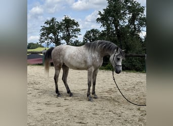 Pur-sang arabe, Hongre, 5 Ans, 155 cm, Gris pommelé