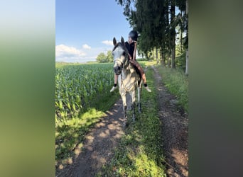 Pur-sang arabe, Hongre, 5 Ans, 155 cm, Gris pommelé