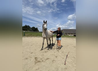Pur-sang arabe, Hongre, 5 Ans, 155 cm, Gris pommelé