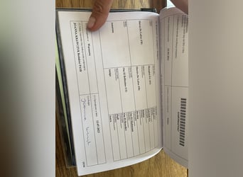 Pur-sang arabe, Hongre, 5 Ans, 156 cm, Gris