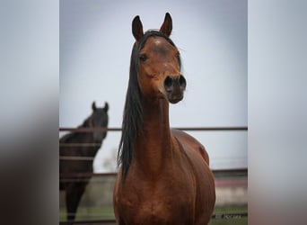 Pur-sang arabe, Hongre, 5 Ans, 157 cm, Bai