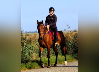 Pur-sang arabe, Hongre, 5 Ans, 158 cm, Bai