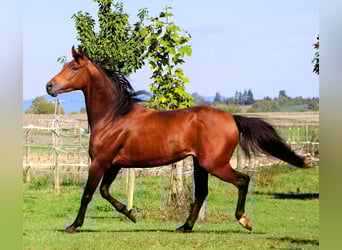 Pur-sang arabe, Hongre, 5 Ans, 158 cm, Bai