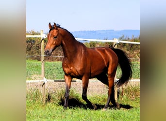 Pur-sang arabe, Hongre, 5 Ans, 158 cm, Bai