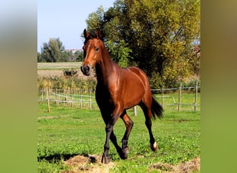 Pur-sang arabe, Hongre, 5 Ans, 158 cm, Bai