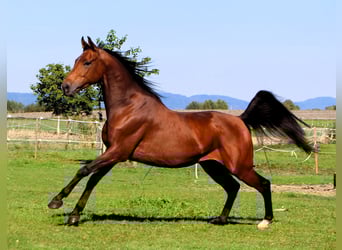 Pur-sang arabe, Hongre, 5 Ans, 158 cm, Bai