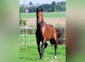 Pur-sang arabe, Hongre, 5 Ans, 158 cm, Bai