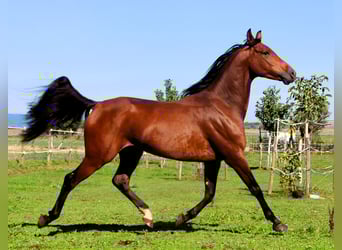 Pur-sang arabe, Hongre, 5 Ans, 158 cm, Bai