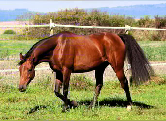 Pur-sang arabe, Hongre, 5 Ans, 158 cm, Bai