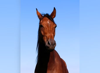 Pur-sang arabe, Hongre, 5 Ans, 158 cm, Bai