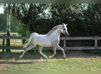 Pur-sang arabe, Hongre, 5 Ans, Gris