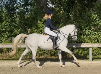 Pur-sang arabe, Hongre, 6 Ans, 148 cm, Gris