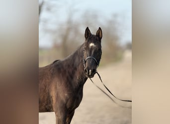 Pur-sang arabe Croisé, Hongre, 6 Ans, 150 cm, Noir