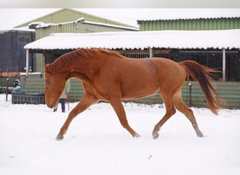 Pur-sang arabe, Hongre, 6 Ans, 155 cm, Alezan