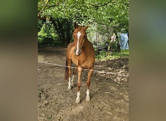 Pur-sang arabe, Hongre, 6 Ans, 157 cm, Alezan