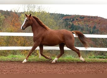 Pur-sang arabe, Hongre, 6 Ans, 157 cm, Rabicano