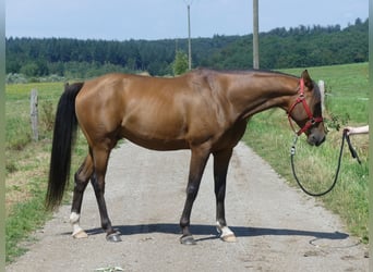 Pur-sang arabe, Hongre, 6 Ans, 158 cm, Bai brun
