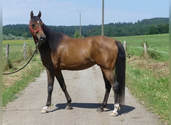 Pur-sang arabe, Hongre, 6 Ans, 158 cm, Bai brun