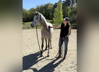 Pur-sang arabe, Hongre, 6 Ans, 158 cm, Gris pommelé