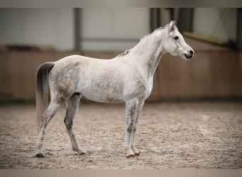 Pur-sang arabe, Hongre, 6 Ans, 160 cm, Gris