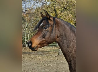 Pur-sang arabe, Hongre, 6 Ans, 162 cm, Bai brun