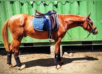 Pur-sang arabe, Hongre, 7 Ans, 145 cm, Alezan