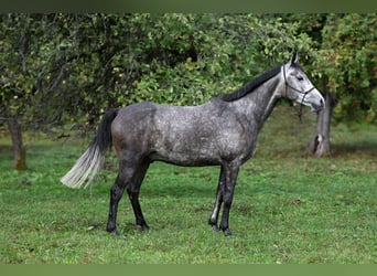 Pur-sang arabe, Hongre, 7 Ans, 154 cm, Gris