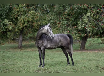 Pur-sang arabe, Hongre, 7 Ans, 154 cm, Gris