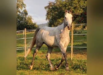 Pur-sang arabe, Hongre, 7 Ans, 158 cm, Gris pommelé