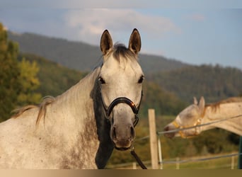 Pur-sang arabe, Hongre, 7 Ans, 158 cm, Gris pommelé