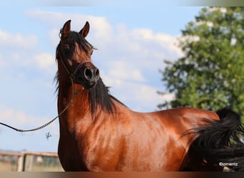 Pur-sang arabe, Hongre, 7 Ans, Bai