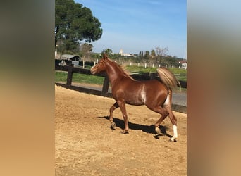 Pur-sang arabe, Hongre, 8 Ans, 154 cm, Alezan brûlé