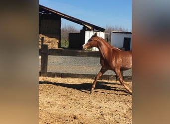 Pur-sang arabe, Hongre, 8 Ans, 154 cm, Alezan brûlé