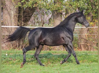 Pur-sang arabe, Hongre, 8 Ans, 154 cm, Noir