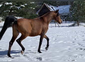 Pur-sang arabe, Hongre, 8 Ans, 157 cm, Bai