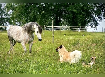 Pur-sang arabe, Hongre, 9 Ans, 153 cm, Gris