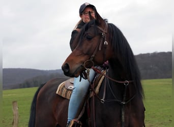 Pur-sang arabe, Hongre, 9 Ans, 155 cm, Bai brun