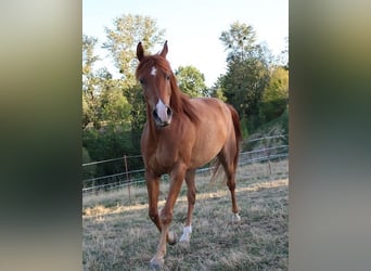 Pur-sang arabe, Hongre, 9 Ans, 158 cm, Alezan