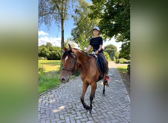 Pur-sang arabe, Hongre, 9 Ans, 158 cm, Bai cerise