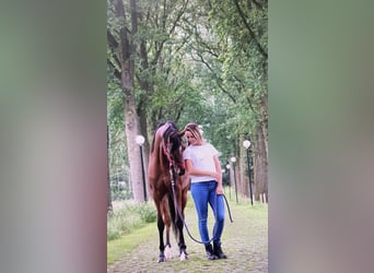 Pur-sang arabe, Hongre, 9 Ans, 158 cm, Bai cerise