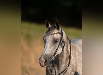 Pur-sang arabe, Jument, 10 Ans, 148 cm, Gris pommelé