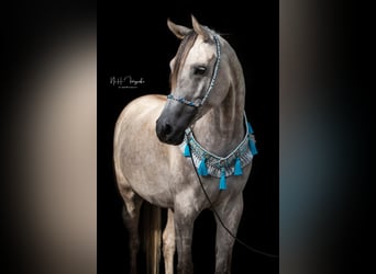 Pur-sang arabe, Jument, 10 Ans, 152 cm, Gris moucheté