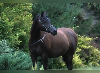 Pur-sang arabe, Jument, 10 Ans, 152 cm, Noir