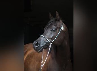 Pur-sang arabe, Jument, 10 Ans, 152 cm, Noir