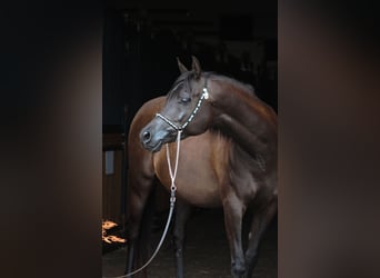 Pur-sang arabe, Jument, 10 Ans, 152 cm, Noir