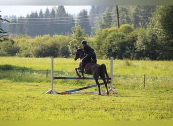 Pur-sang arabe, Jument, 10 Ans, 153 cm, Bai