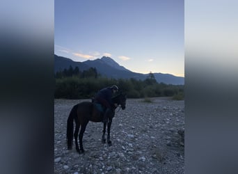 Pur-sang arabe, Jument, 10 Ans, 153 cm, Bai