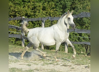 Pur-sang arabe, Jument, 10 Ans, 153 cm, Gris