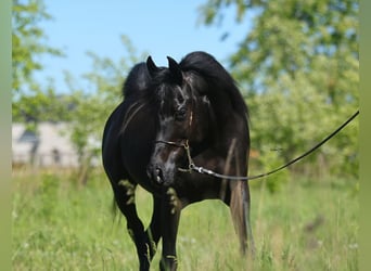 Pur-sang arabe, Jument, 10 Ans, 153 cm, Noir